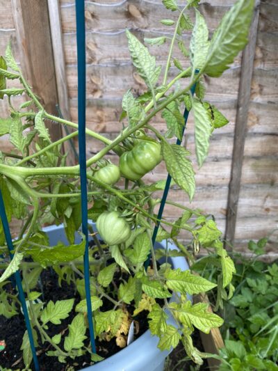 Homegrown tomatoes