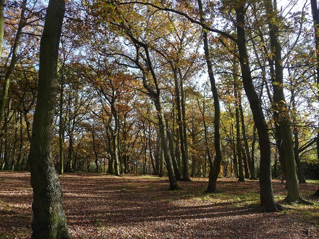 Autumn colours on Streatham Common open green space