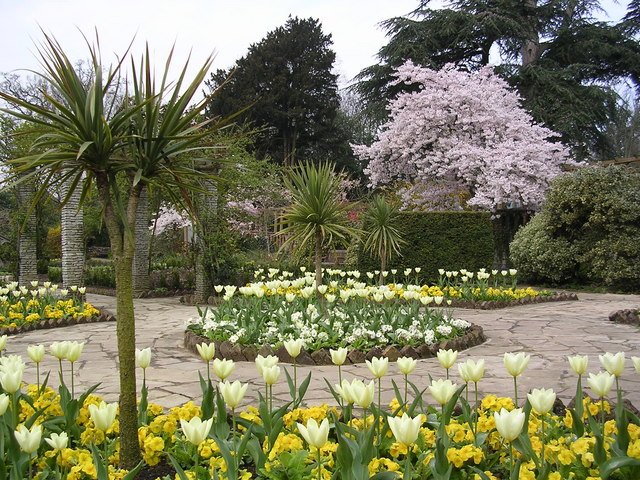 Tulips in formal flower beds at The Rookery, Streatham Common